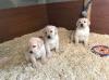 We hebben twee labrador retriever-pups voor herplaatsing