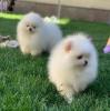 Pomeranian puppies.