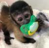 Predám zdravé mláďatá kapucínskych opíc